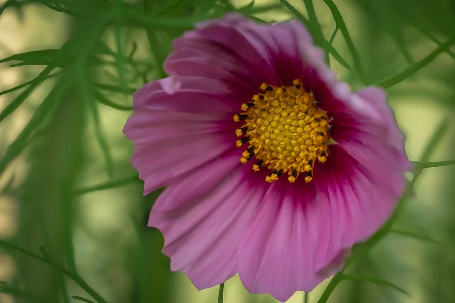 Cosmos in my Garden