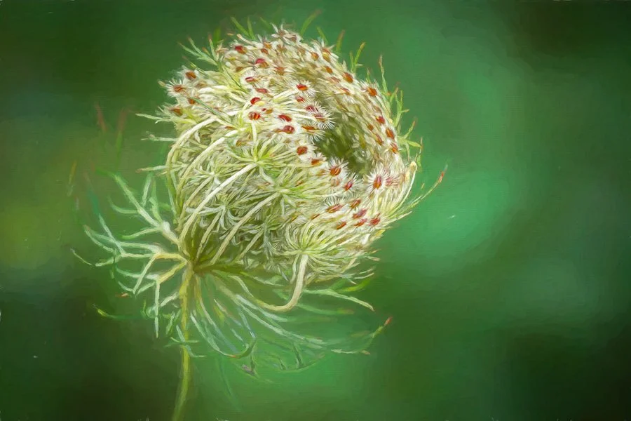 Queen Anne's Lace