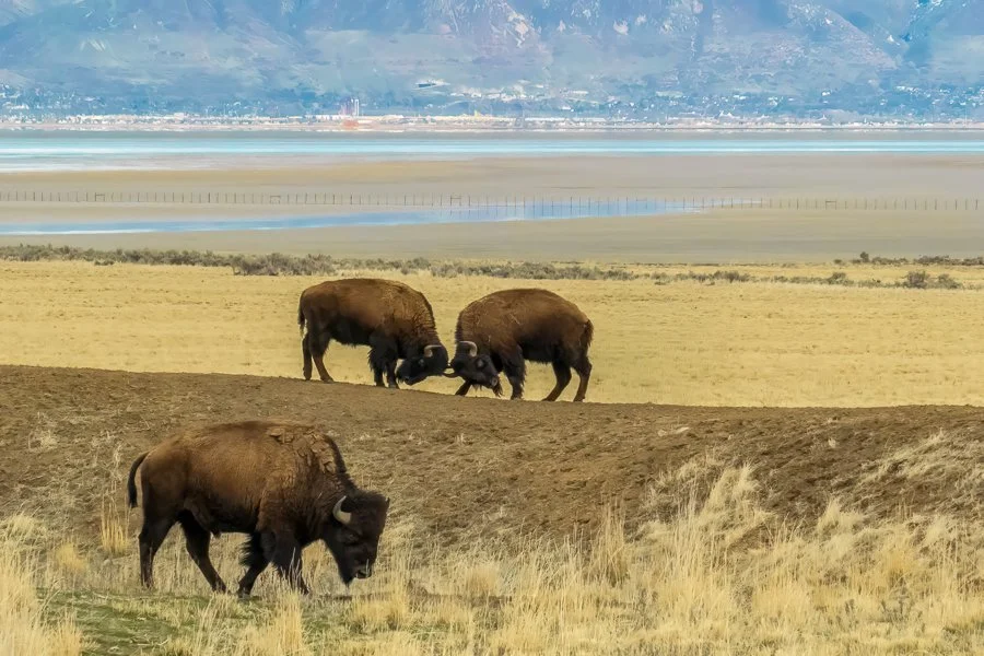 Antelope Island-20250304-0211-Edit-Edit.jpg