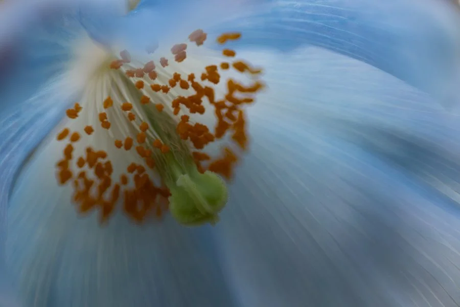 Blue Poppies-20250313-0001.jpg
