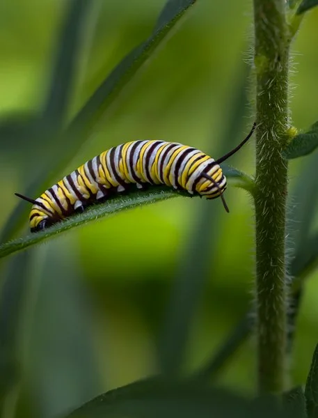 Caterpillars-20250727-0884-Edit.jpg