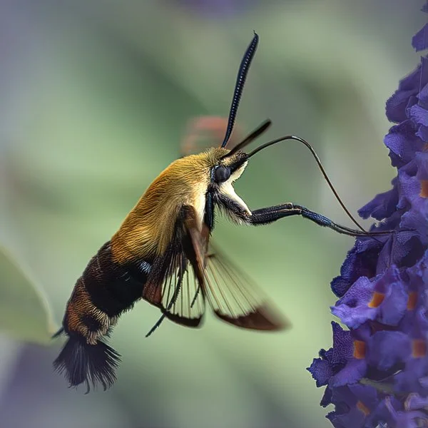 Hummingbird Moth-20250713-0015-Edit.jpg