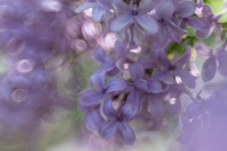 Lilacs-20250428-0034-Enhanced-NR.jpg