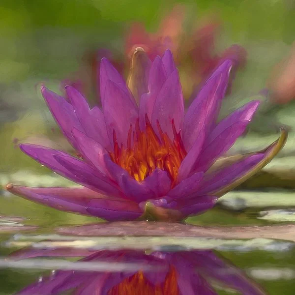 Waterlily Pools-20250613-0014-Edit.jpg