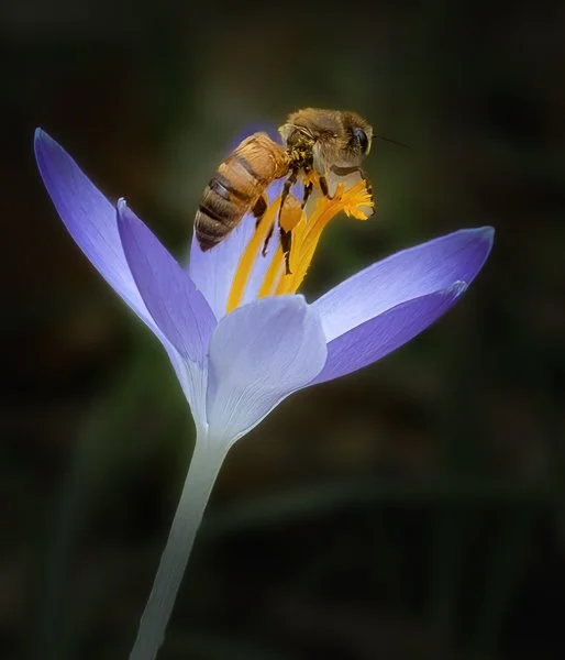 Busy Bee.jpg