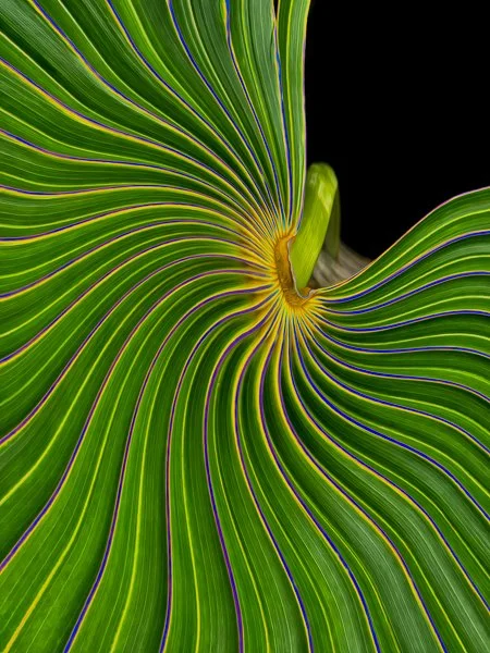 Curvy Palm Frond