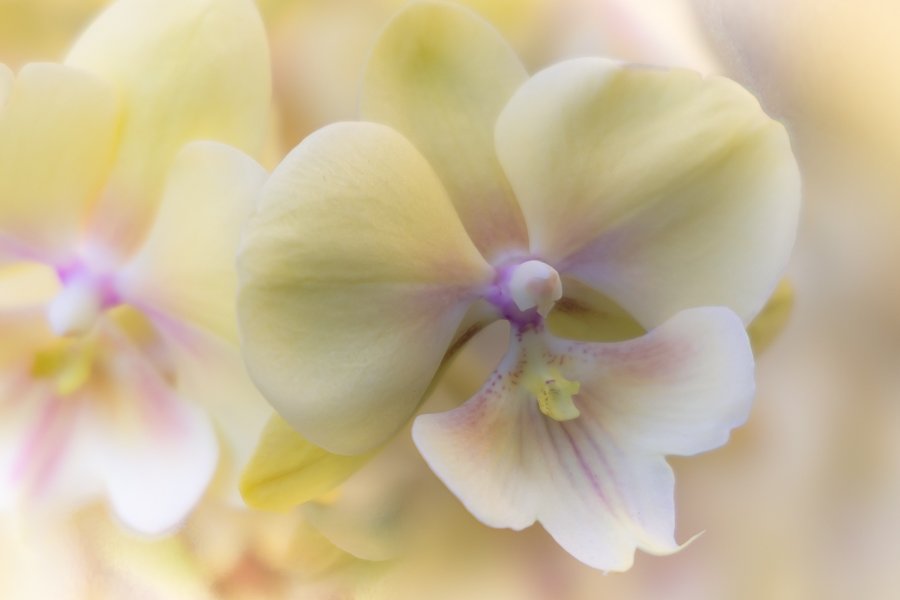 Orchid Dreams