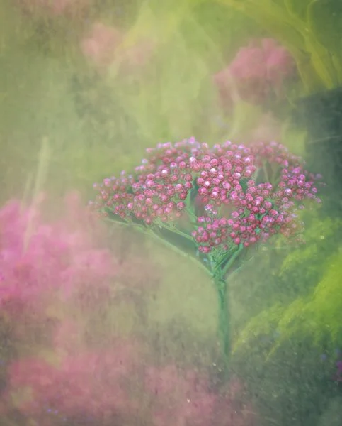 Rice Flower