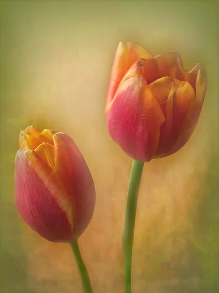 Two Tulips