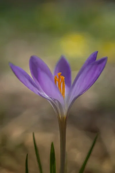 Crocus