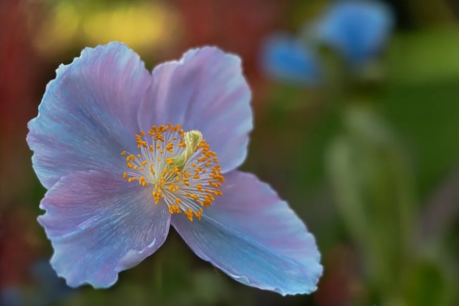 Himalayan Blue Poppy
