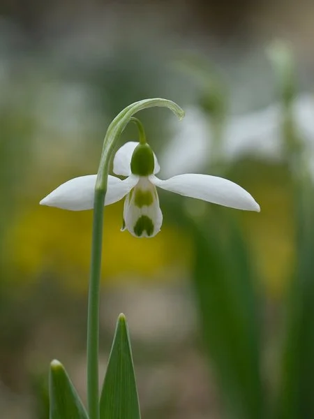Snowdrops