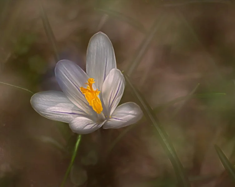 White Crocus
