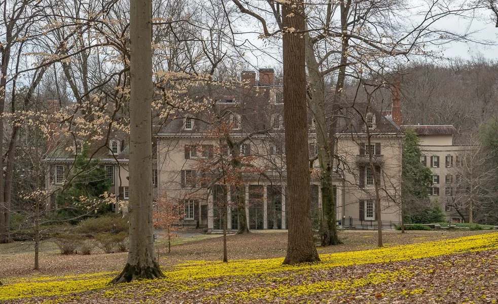 Winterthur Lawn in Yellow
