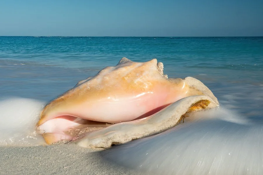Conch Shell in Surf