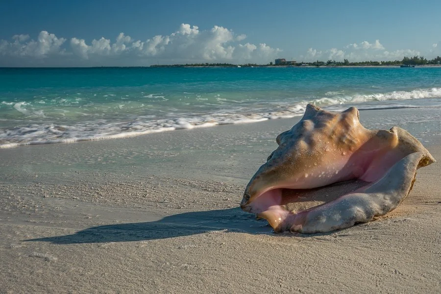 Lone Conch Shell