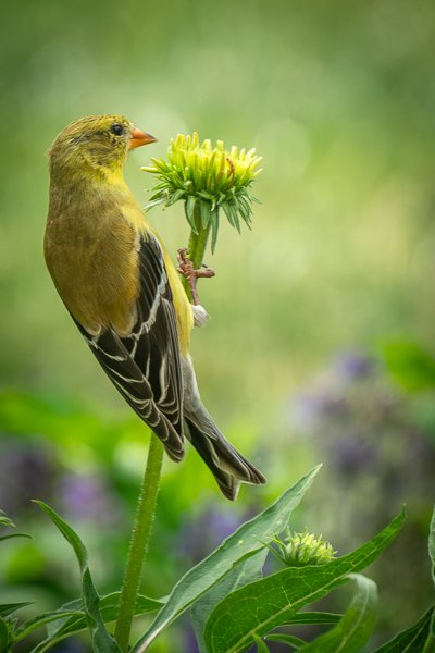 American Goldfinch