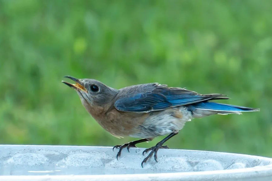 American Bluebird