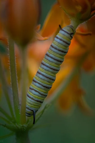 Monarch in Training