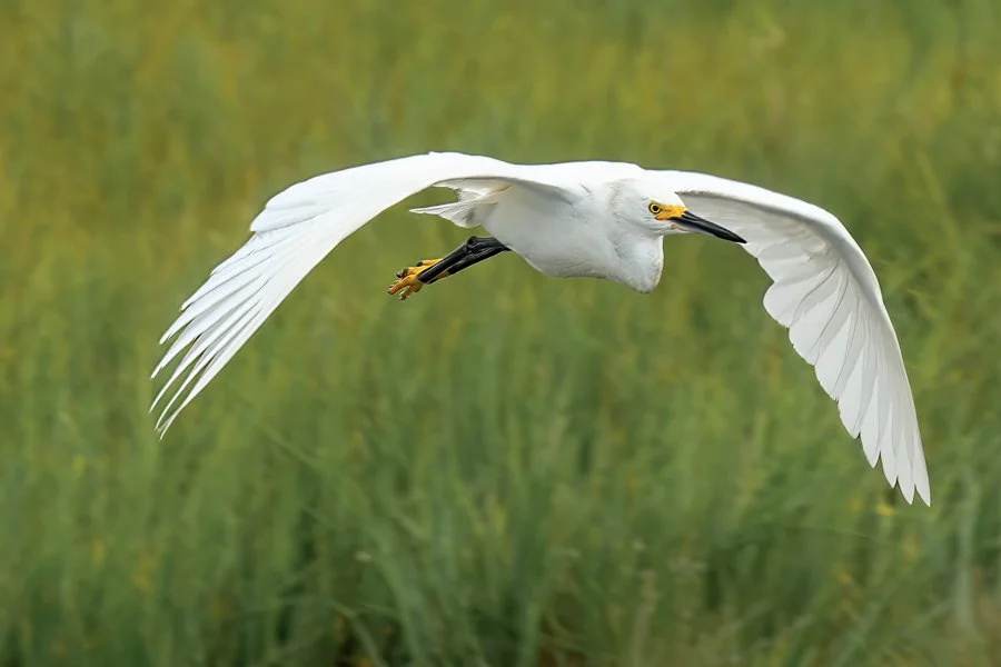 Snowy Egret