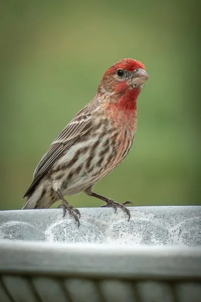 Purple House Finch