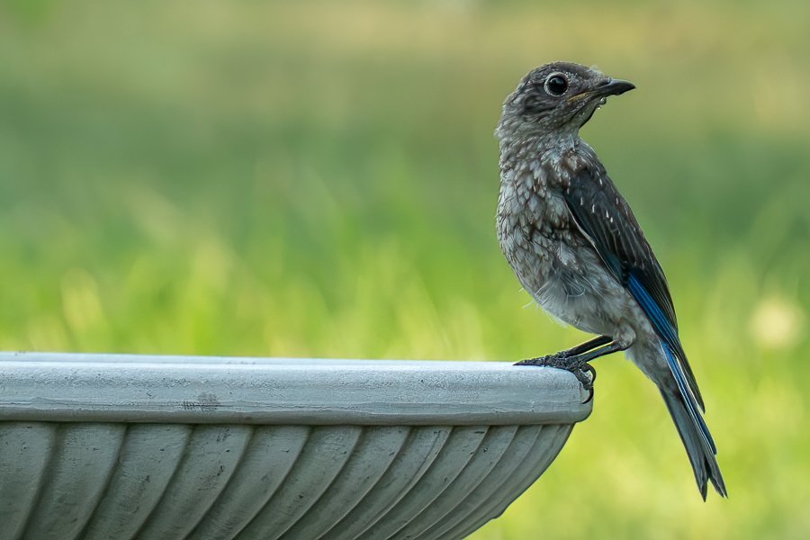 Eastern Bluebird