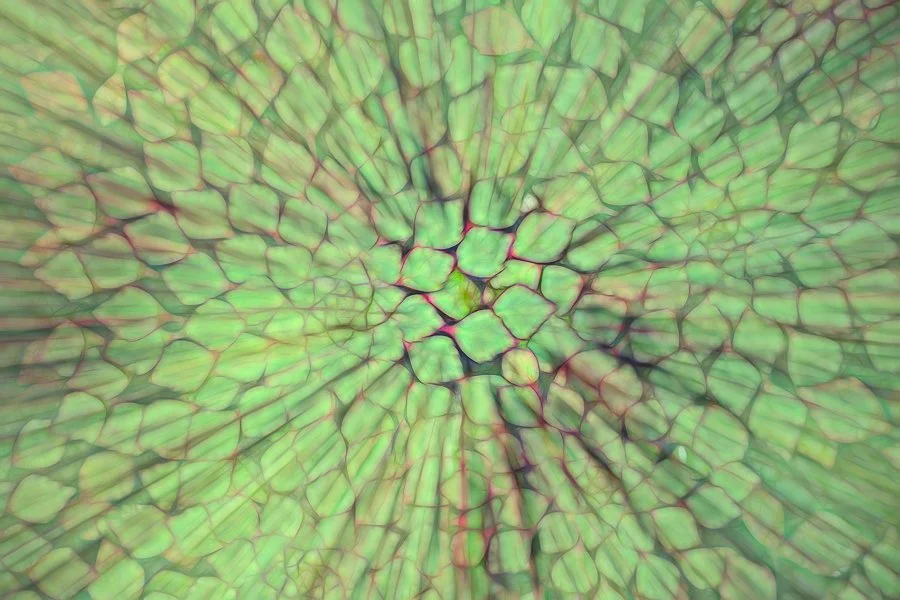 Zooming Mosaic Water Plant