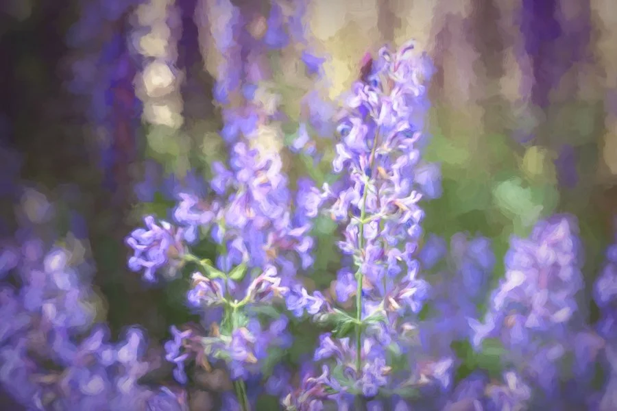 Lavender Catmint