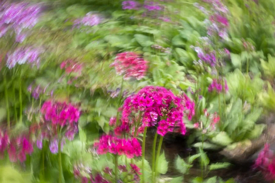 Swirls of Primrose