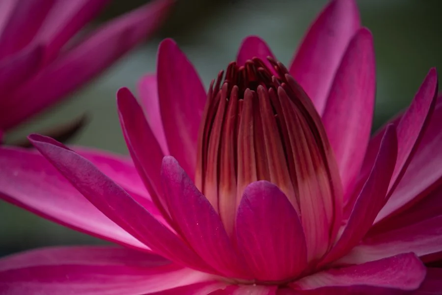 Magenta Water Lily