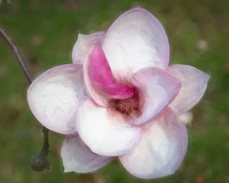 Magnolia Blossom