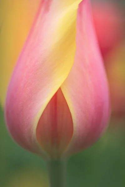 Tulip Side View
