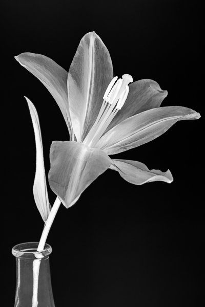 Solarized Lily