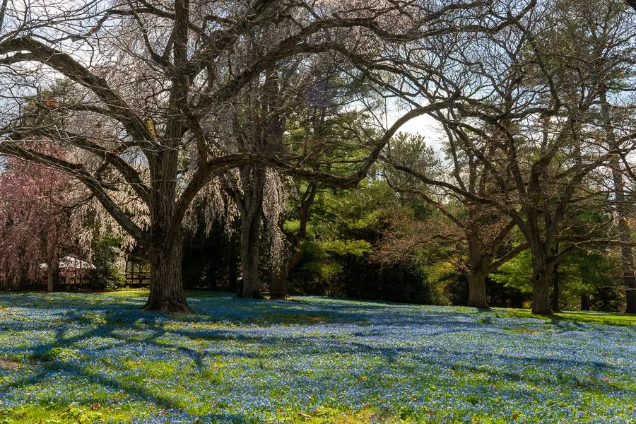 Fields of Blue