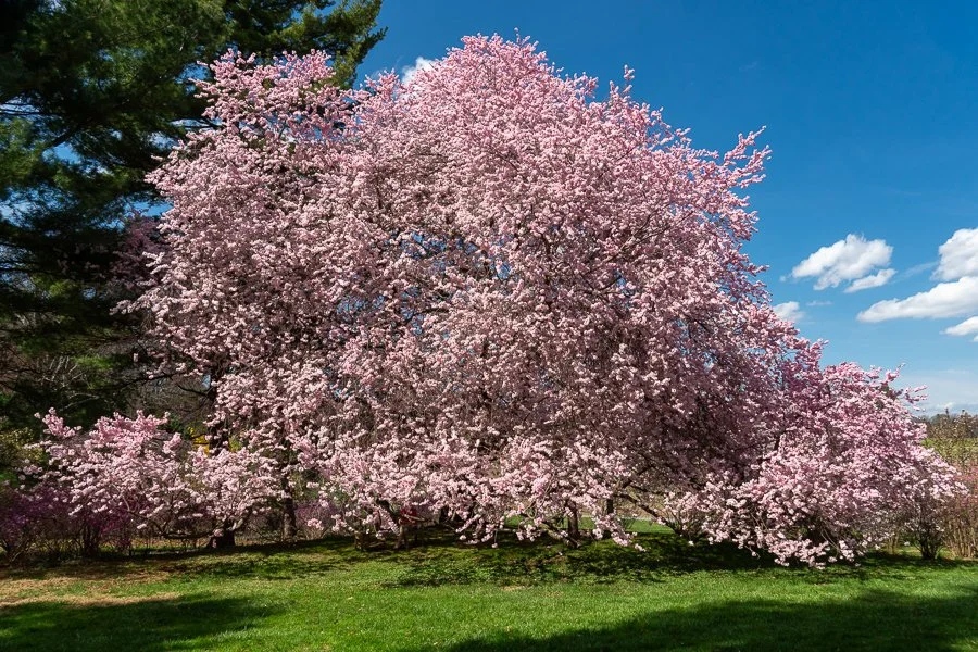 Magnificent Magnolia