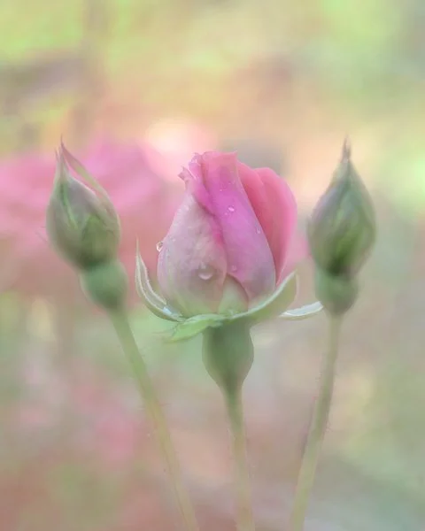 Delicate Pink Roses