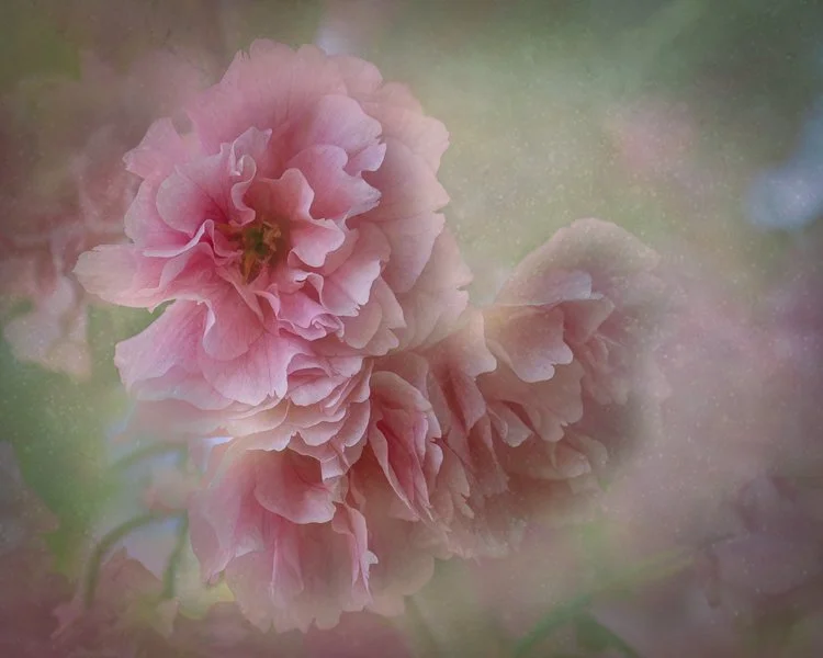 Cherry Blossoms