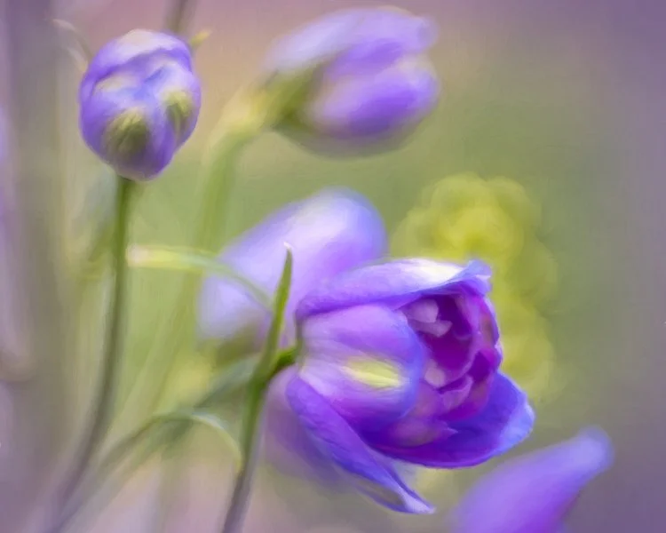 Purple Tulips