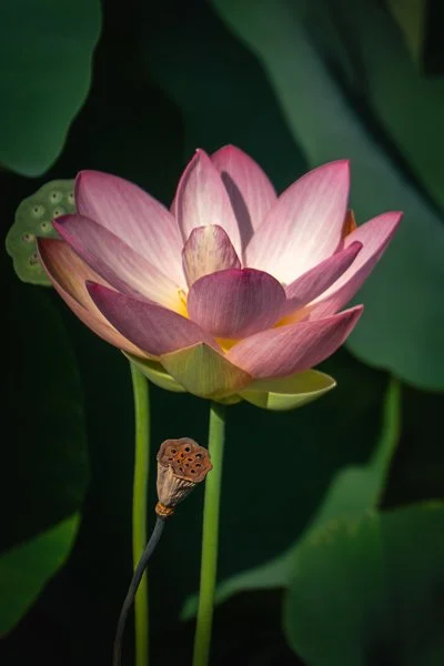 The Sacred Lotus