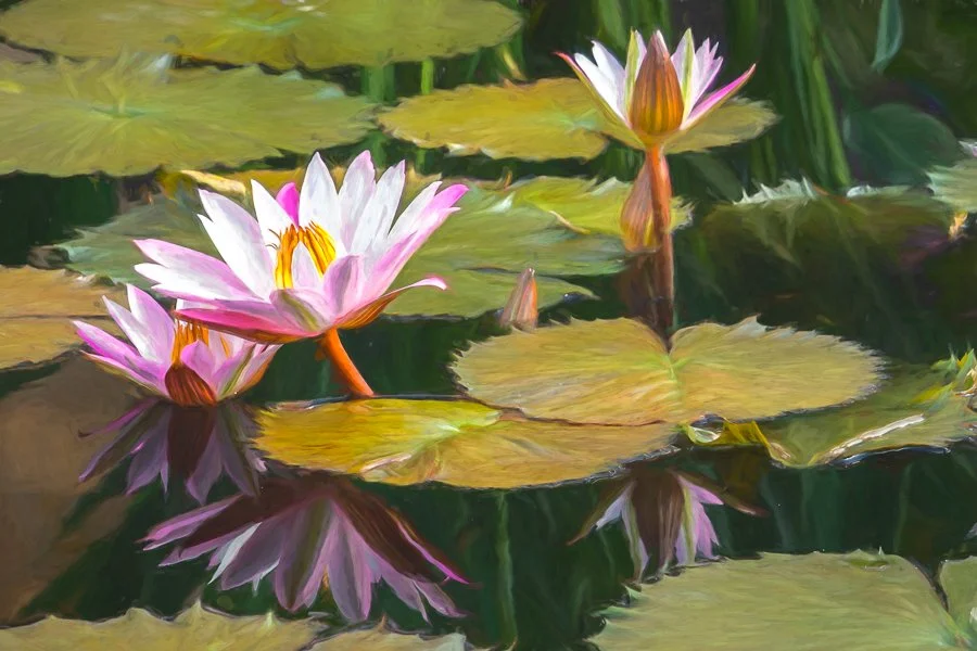 Tropical Water Lilies