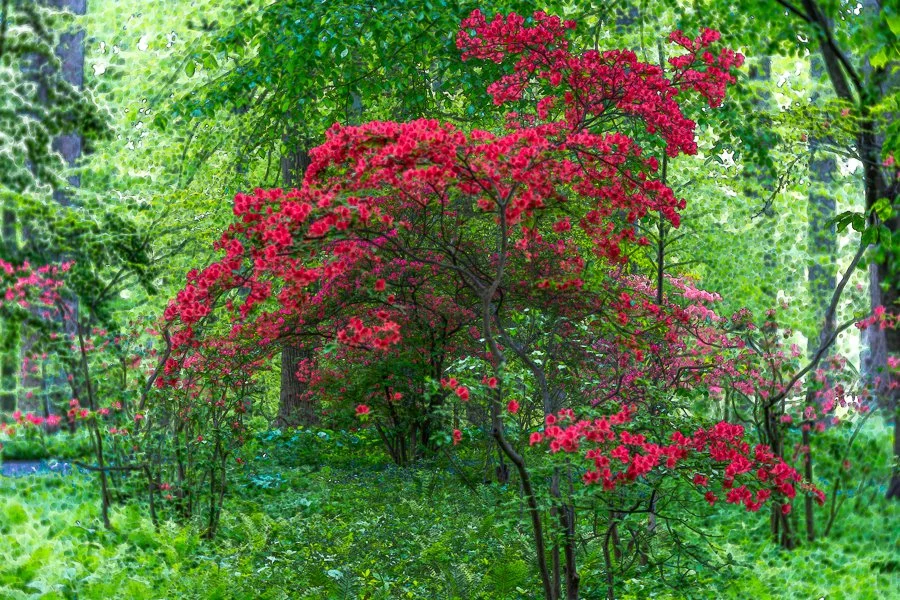 Red Hot Azaleas