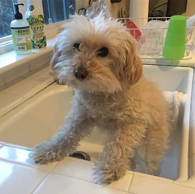 No better way to start this year than with a bath: Out with the dirty and old and in with clean and the new! By the way, what you&rsquo;re not experiencing is the vibrating/shaking #mimtheoperadog does when it&rsquo;s time for her B-A-T-H!! Keeping i