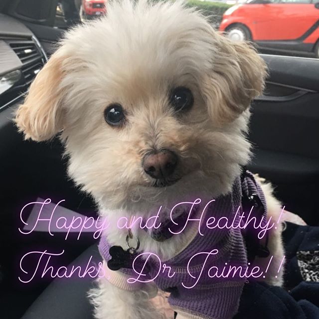 Thanks for taking care of #mygalmim Happy and Healthy at 10.5 years young! Grateful for a great Vet who goes beyond the call of duty for this little monkey! My Mimsicle loves Dr Jaimie and Bridget! If your four-legged friend needs a veterinarian in t