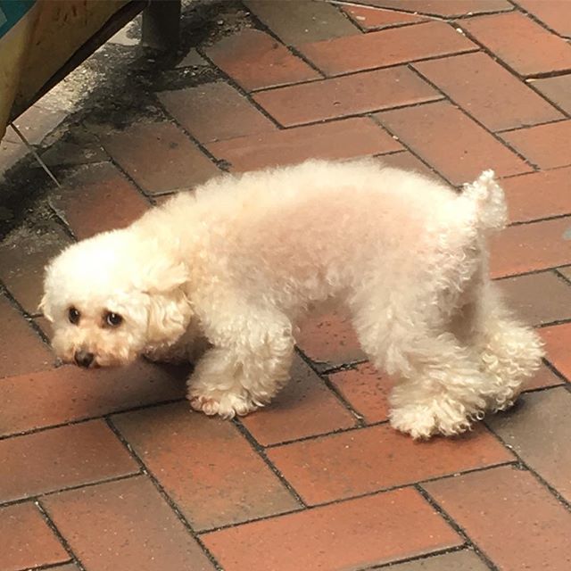 Mim&rsquo;s spirit animal is walking the streets of Hong Kong.
😍🐾😍#mimisalwayswithme
.
.
.
#mimsdoppleganger #poodlesofhongkong 
#mimontheroad #operadog #mimtheoperadog #assistantdirectorlife #operadirector #operaontheroad #dowhatyoulove #lifeonth