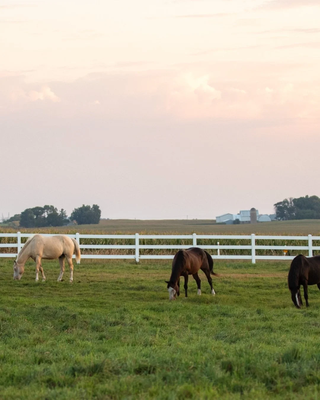 So grateful days like this are coming. What is your guess at the pasture release date?​​​​​​​​
​​​​​​​​
#horsepasture #truenorthranchmn