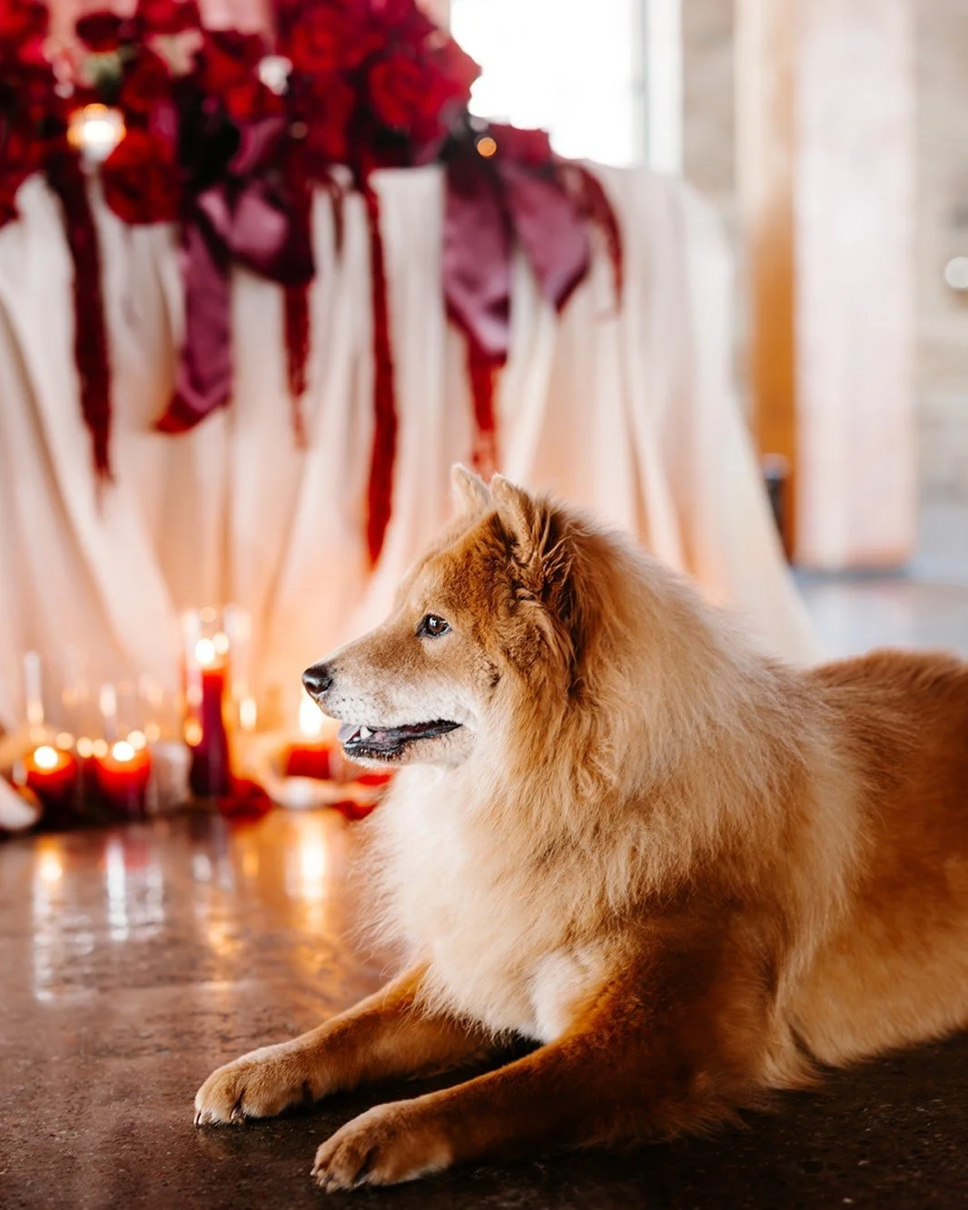 Come for the fluffy Chow Chow. But, swipe for the gorgeous and festive decor.

Happy Valentine's Day!

And, Happy Birthday, to the puppy model!

#weddinginspiration  #mnweddingdecor #twincitiesbride #minneapolis #minnesota #minneapolisevents #wedding