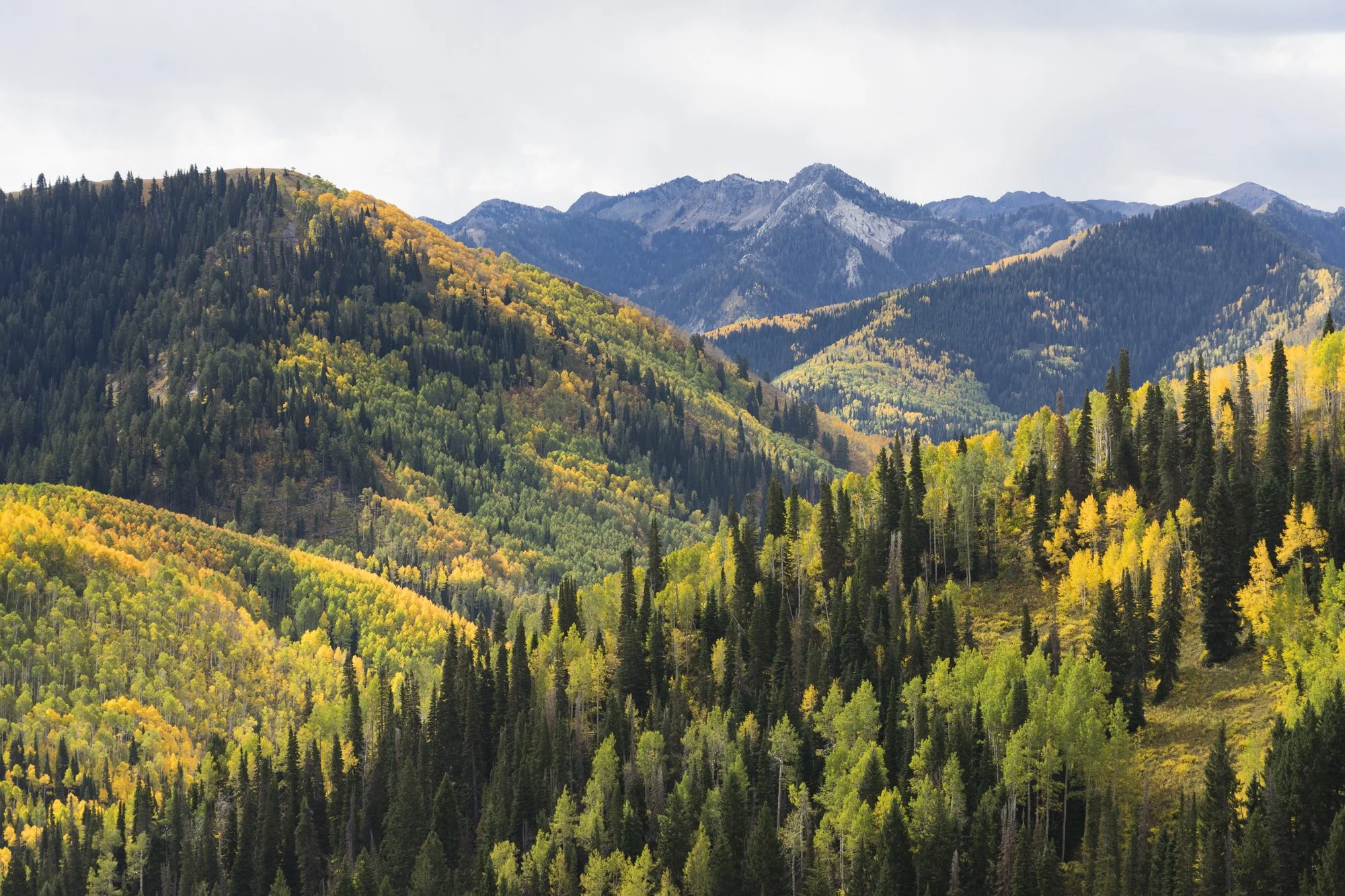 SLC Fall Colors-2.jpg