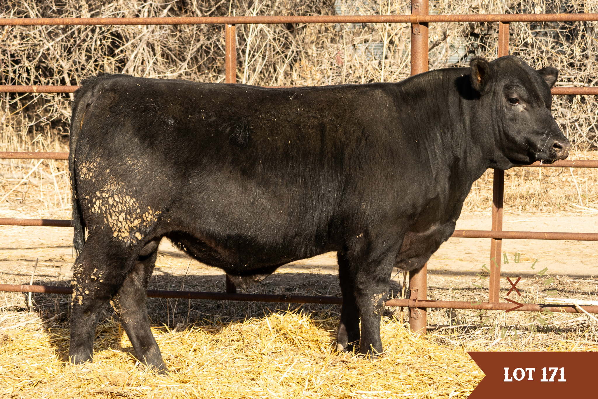 Alliance yearling angus bull