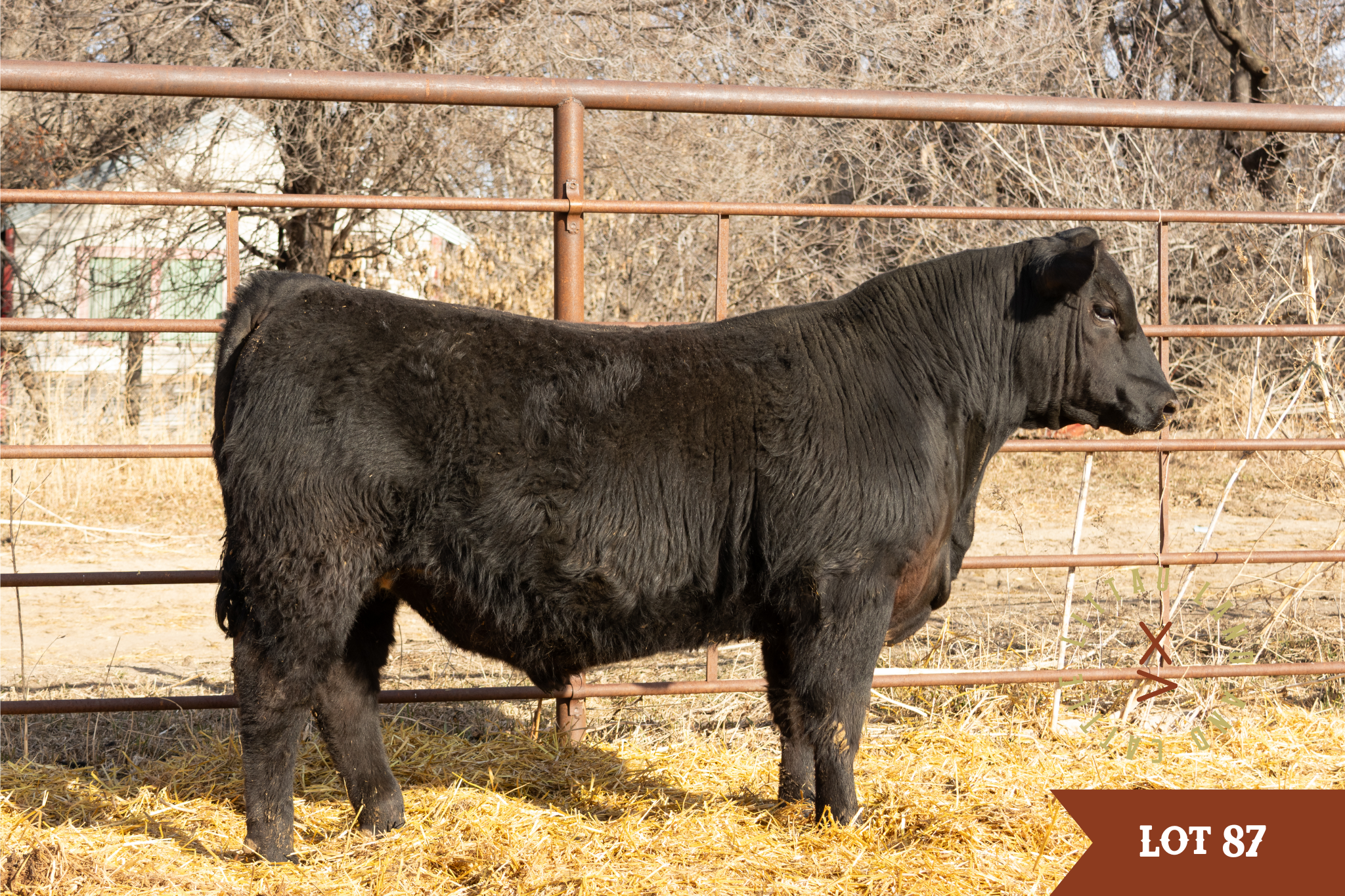 Millars Duke son angus bull