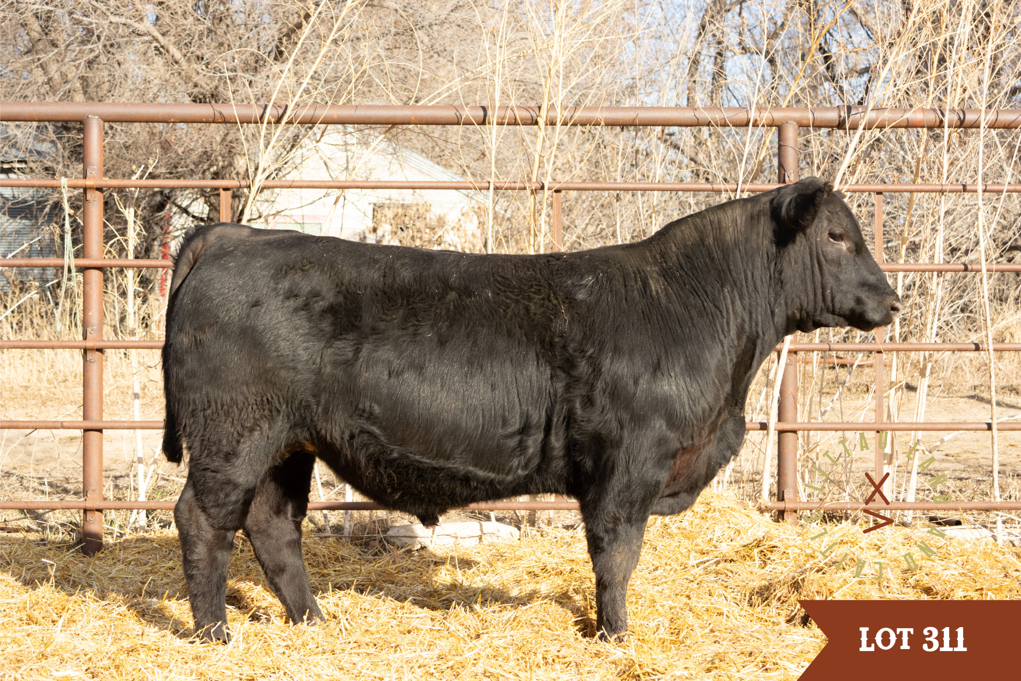 Millars duke son angus bull